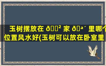 玉树摆放在 🌲 家 🪴 里哪个位置风水好(玉树可以放在卧室里养吗)